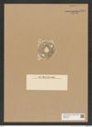 Diatomeae indet. Zeichnungen Sammlung Grunow Nr. 7964 (NHMW-BOT-W0377250)